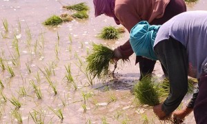 The closure of Nigerian borders has energised rice farmers in the country who are now smiling to the bank due, the Minister for State for Agriculture and Rural Development, Mustapha Shehuri, has said.