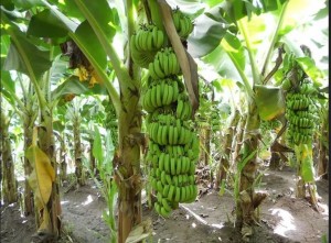 A motorcyclist is currently facing trial for allegedly trespassing into a plantation and stealing bananas worth N1.8 million.