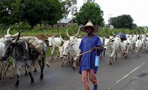 Barely two weeks after suspected Fulani herdsmen killed 12 people in Mangu Local Government Area of Plateau state, no fewer than thirteen more persons were said to have been killed in a fresh attack by gunmen in Bokos Local Government Area of the state.