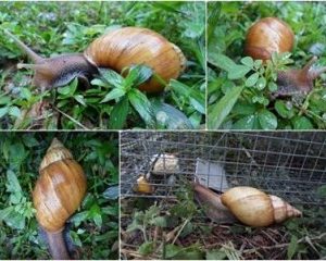 Giant African Snails Force US Town Into Quarantine