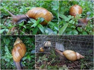 Giant African Snails Force US Town Into Quarantine