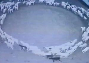 Hundreds Of Sheep Have Been Walking In A Circle For 12 Days Straight In China