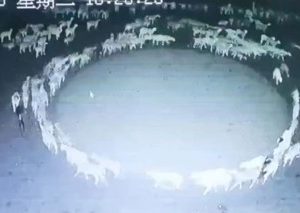 Hundreds Of Sheep Have Been Walking In A Circle For 12 Days Straight In China