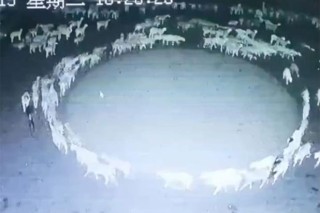 Hundreds Of Sheep Have Been Walking In A Circle For 12 Days Straight In China