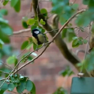 Cold snap poses problems for wildlife, Shropshire trust says