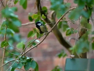 Cold snap poses problems for wildlife, Shropshire trust says