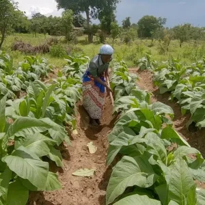 Malawi cannabis: Farmers' high hopes fail to materialise