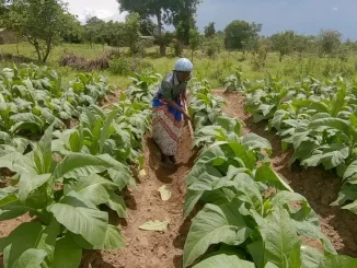 Malawi cannabis: Farmers' high hopes fail to materialise