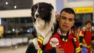 Mexico sends its beloved dog search and rescue teams to Turkey