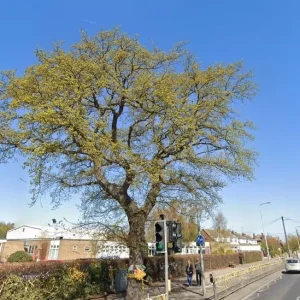 Rochford: Child protection referral lodged after oak tree loss