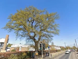 Rochford: Child protection referral lodged after oak tree loss