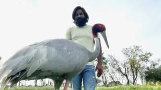 The crane which refuses to leave its human saviour