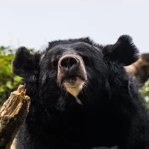 Bear meat vending machine is a first for Japan