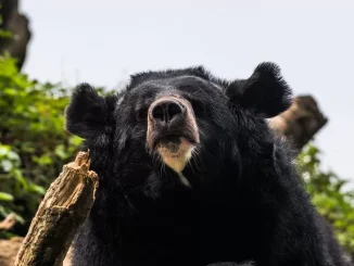 Bear meat vending machine is a first for Japan