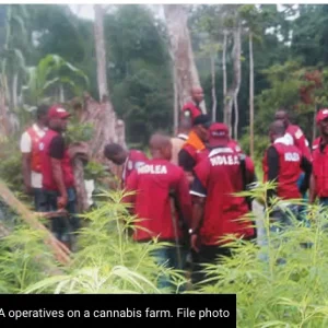 NDLEA Apprehends 352 Drug Peddlers In Kano