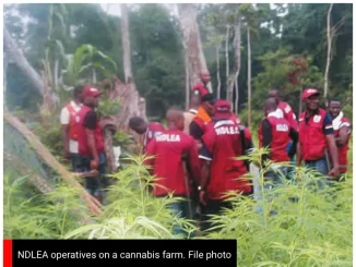 NDLEA Apprehends 352 Drug Peddlers In Kano