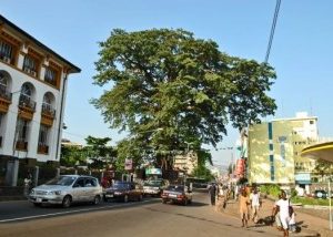 A centuries-old tree fell in a storm — and left a hole in a nation’s heart