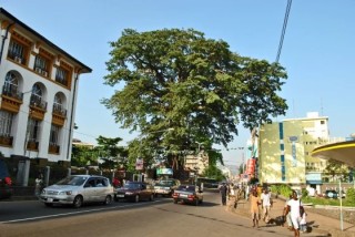 A centuries-old tree fell in a storm — and left a hole in a nation’s heart