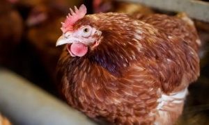 Anti-bird flu measures lifted in Northern Ireland