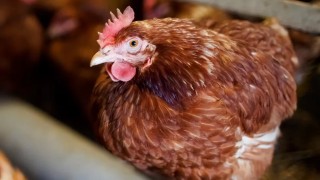 Anti-bird flu measures lifted in Northern Ireland