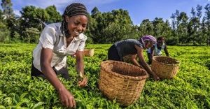 Tea-pickers In Kenya Are Destroying Machines Meant To Replace Them In Protest