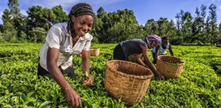 Tea-pickers In Kenya Are Destroying Machines Meant To Replace Them In Protest