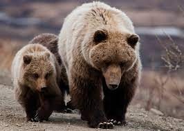 Bear attacks in Italy The victims of the Alpine attacks were spared the carnageJPEG