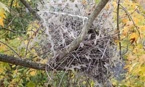 Birds use anti-bird spikes in their nests as payback