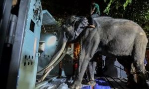 Thai elephant flown home after alleged abuse in Sri Lanka