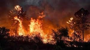 Wildfires in Algeria Dozens dead, thousands evacuated