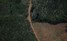 Deforestation in Brazil is at a six-year low in the Amazon rainforest.,