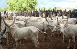 77 stolen cows have been found, according to police in the Plateau.