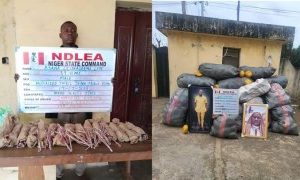 NDLEA Intercepts Skunk, Illicit Drugs, Loud, Colorado And Others