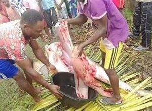 Shark caught in Bayelsa community by fishermen is butchered