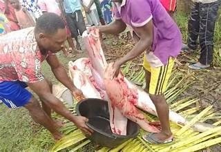 Shark caught in Bayelsa community by fishermen is butchered