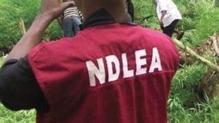 In Edo, NDLEA apprehends 252 narcotics offendersJPEG