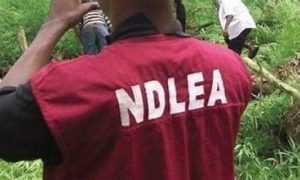 In eight months, the NDLEA finds 2,224 convictions and seizes 888,743 kg of drugsJPEG