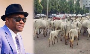 Wike: We’ll Have To Sit With Herdsmen And Explain Why Cows Cannot Graze Inside Abuja