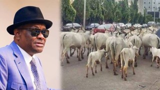 Wike: We’ll Have To Sit With Herdsmen And Explain Why Cows Cannot Graze Inside Abuja