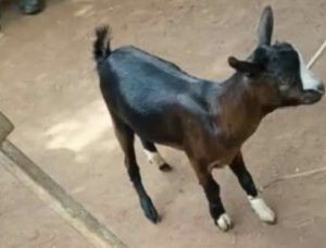 Man Kills Neighbour Over A Goat In Ogun State