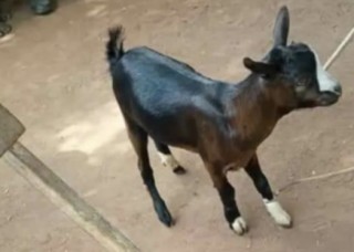 Man Kills Neighbour Over A Goat In Ogun State