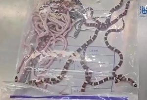 Man Caught By Customs Hiding 104 Live Snakes Inside His Pants (Video)