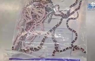 Man Caught By Customs Hiding 104 Live Snakes Inside His Pants (Video)