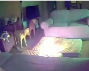 Dog accidentally set a house on fire by chewing through a portable lithium-ion battery in Oklahoma (video)