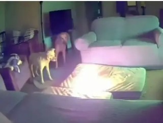 Dog accidentally set a house on fire by chewing through a portable lithium-ion battery in Oklahoma (video)