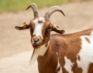 Man caught pants down with goat