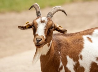 Man caught pants down with goat