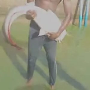 See gigantic catfish sold for N100K (video)