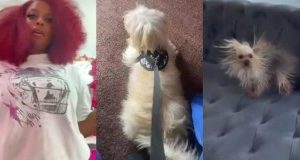 Lady Cries Out After Leaving Her Dog With Her Mom, Only To See It Looking Different Later