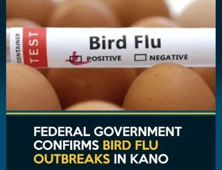 Bird Flu Outbreak Confirmed In Kano